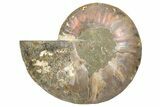 Cut & Polished Ammonite Fossil (Half) - Madagascar #345617-1